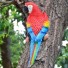 Dekorative Papageienskulptur rot