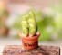 Dekoratívne miniatúra kaktusu 2