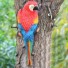 Dekorativní socha papoušek 1