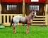 Figurka koně A852 1