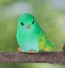 Kerti dekorációs madár zöld
