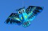 Létající drak - sova 110 cm ve více barvách modrá