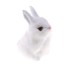 plyšový zajac biela